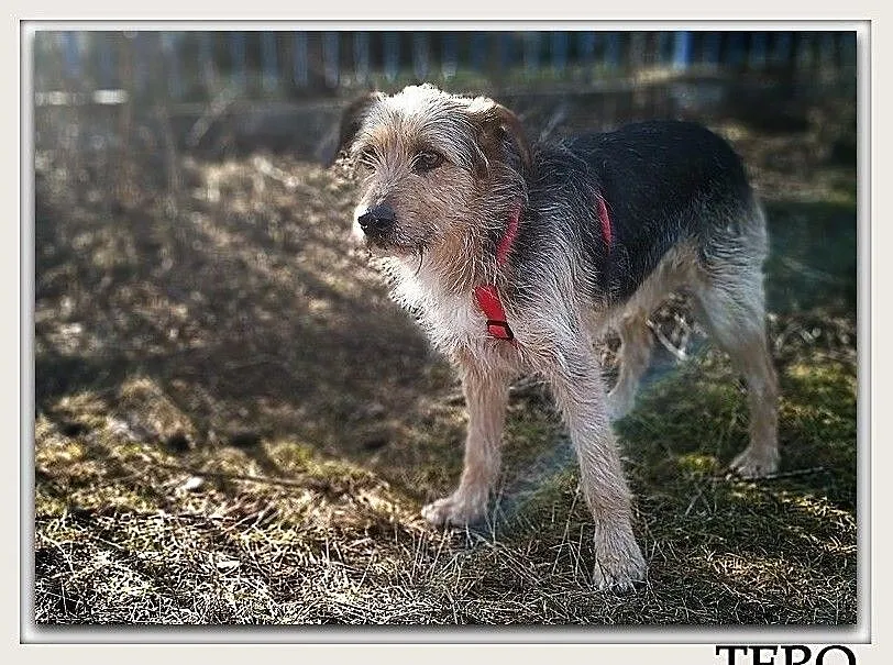 3 letni,średni 15 kg,przytulaśny,kontaktowy,łagodny,wesoły psiak TERO.Adopcja., Pomorskie, Gdańsk