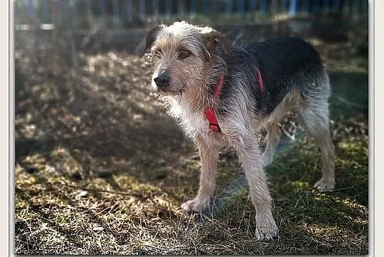 3 letni,średni 15 kg,przytulaśny,kontaktowy,łagodny,wesoły psiak TERO.Adopcja., Pomorskie, Gdańsk