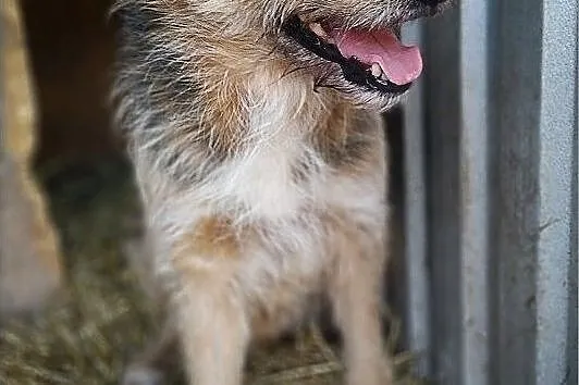 3 letni,średni 15 kg,przytulaśny,kontaktowy,łagodny,wesoły psiak TERO.Adopcja., Pomorskie, Gdańsk