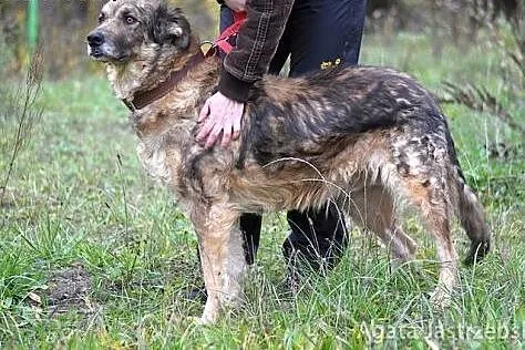 Złotooka, przyjacielska suczka - Moskwa :),  warmi