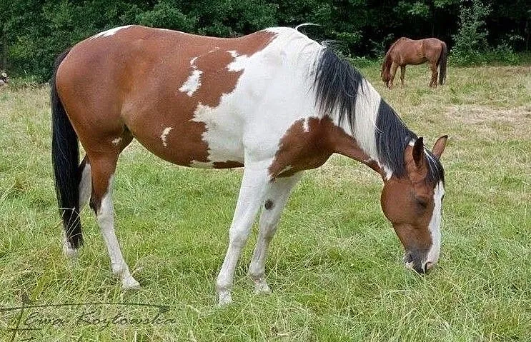 Piękna łaciata klacz, Śląskie, Mikołów