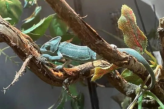 Kameleon jemeński samice