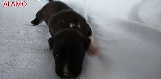 Szczeniak Amstaff, opolskie Brzeg