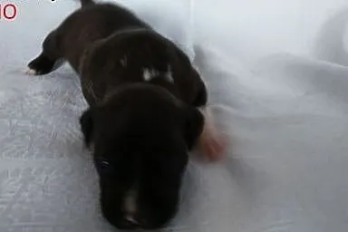 Szczeniak Amstaff,  opolskie Brzeg