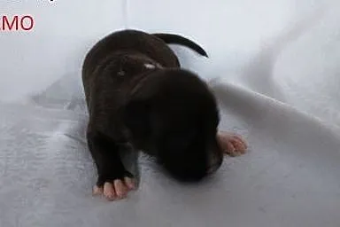 Szczeniak Amstaff,  opolskie Brzeg