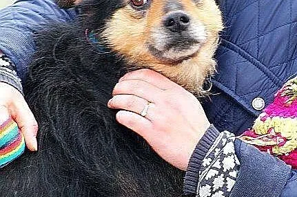KORAL młody, skory do zabaw, pogodny lecz zaniedbany piesek