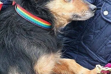 KORAL młody, skory do zabaw, pogodny lecz zaniedba