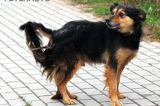 KORAL młody, skory do zabaw, pogodny lecz zaniedba