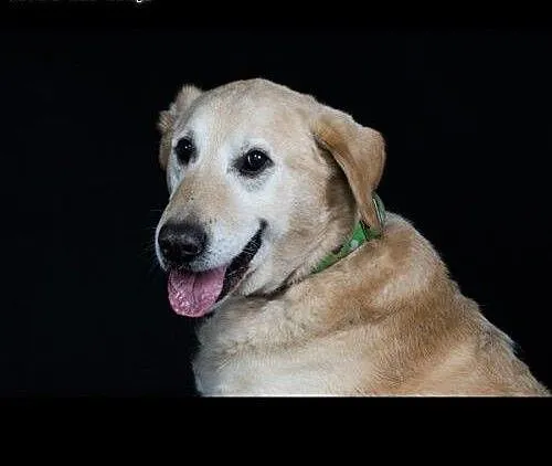 Labrador Bidek czeka na domek., lubuskie Zielona