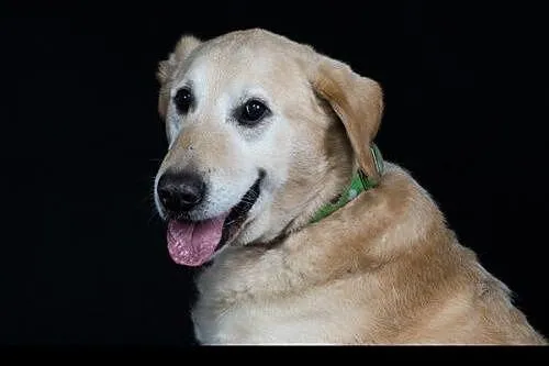 Labrador Bidek czeka na domek.,  lubuskie Zielona 
