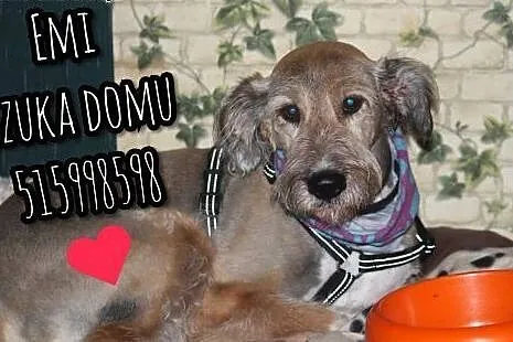 Emi szuka domu !!!,  mazowieckie Warszawa