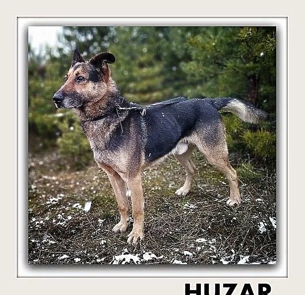 HUZAR,duży,przyjazny,szczepiony pies.ADOPCJA, Podkarpackie, Rzeszów