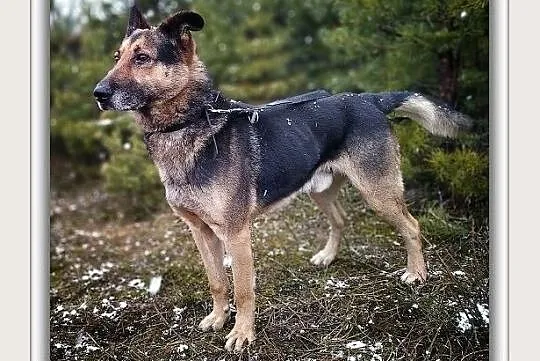HUZAR,duży,przyjazny,szczepiony pies.ADOPCJA, Podkarpackie, Rzeszów