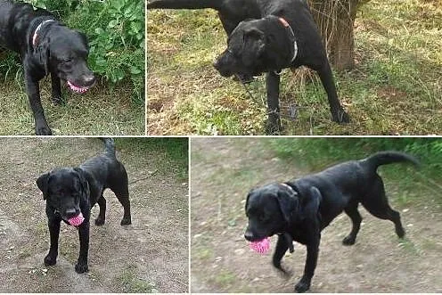 Młody, energiczny, wyjątkowy – labrador Marian poleca się do adopcji,  Labrador retriever cała Polska