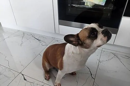 Buldog francuski suczka