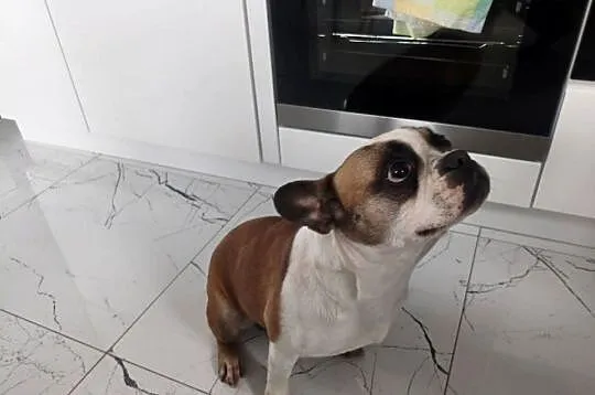 Buldog francuski suczka, Kujawsko-pomorskie, Łączonek
