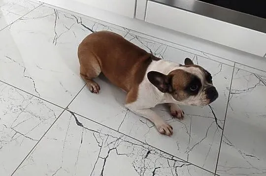 Buldog francuski suczka, Kujawsko-pomorskie, Łączonek