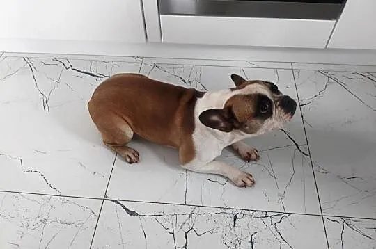 Buldog francuski suczka, Kujawsko-pomorskie, Łączonek