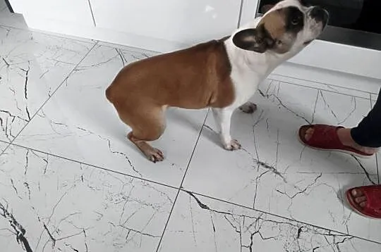 Buldog francuski suczka, Kujawsko-pomorskie, Łączonek