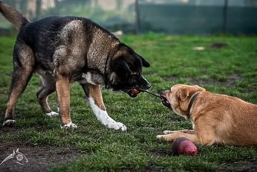 APE - cudowny i łagodny dziadunio :),  dolnośląski