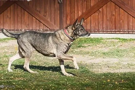 LUSIA - wilczasta świetna sunia szuka kochającego 