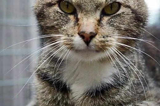 Cudownie grzeczny, przyjazny Romeo, bezkonfliktowy KOCUR adopcja,  Koty pospolite cała Polska