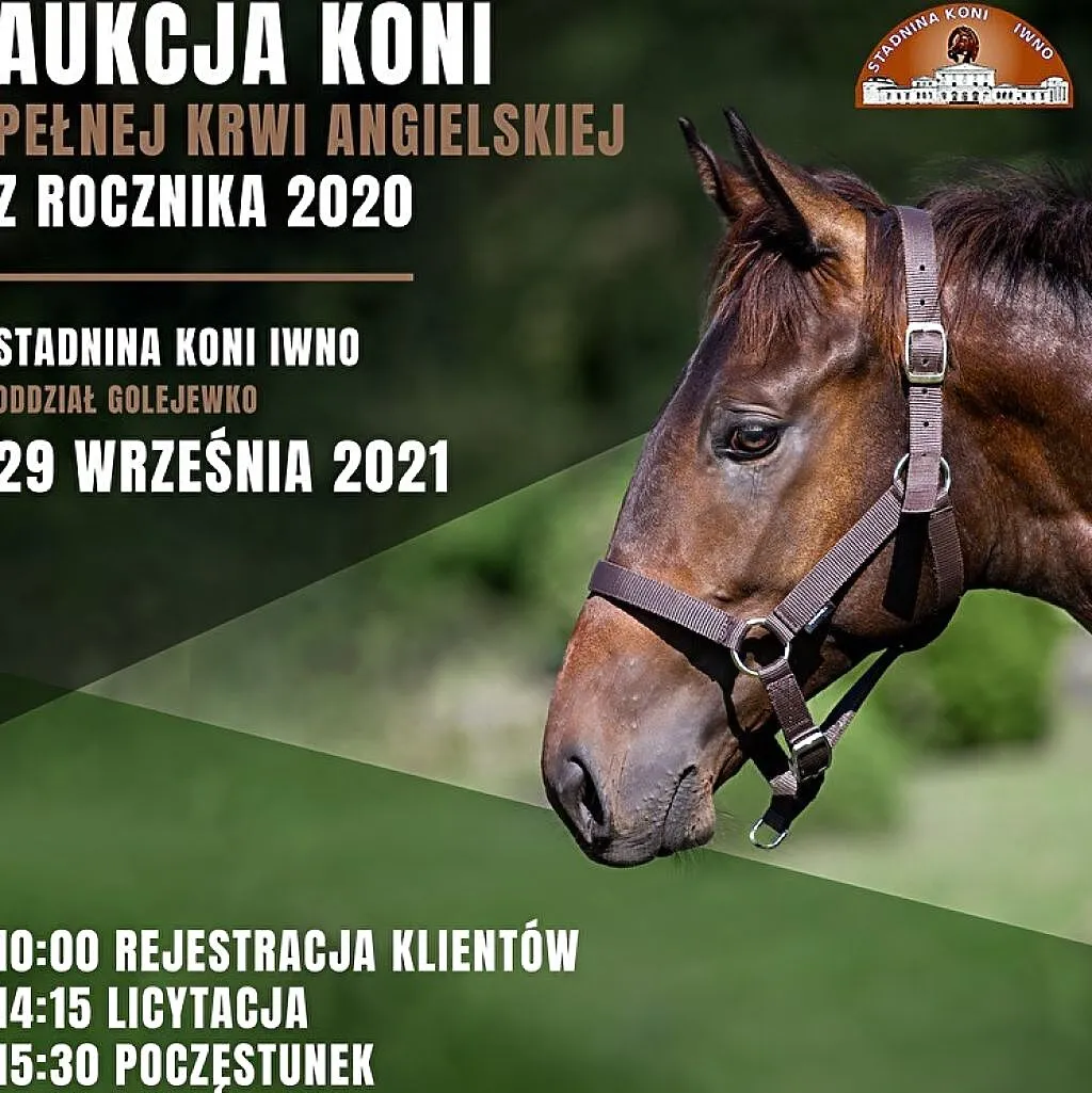 Roczniaki pełnej krwi angielskiej, , Golejewko