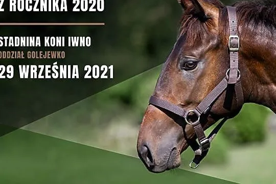 Roczniaki pełnej krwi angielskiej, , Golejewko