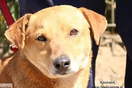 Kasztanek - rudy do adopcji
