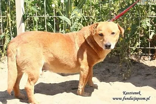 Kasztanek - rudy do adopcji, Mazowieckie, Nowy Dwór Mazowiecki