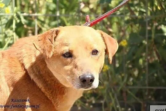 Kasztanek - rudy do adopcji, Mazowieckie, Nowy Dwór Mazowiecki