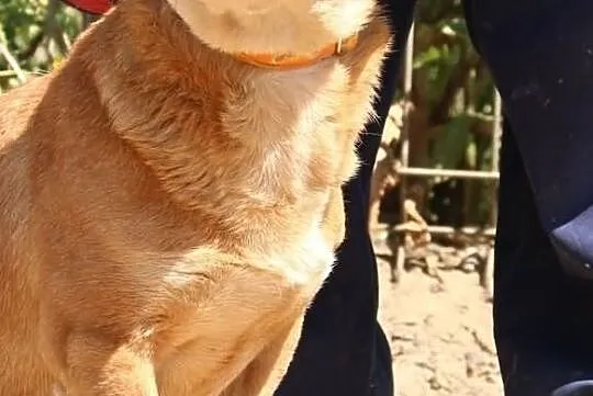 Kasztanek - rudy do adopcji, Mazowieckie, Nowy Dwór Mazowiecki