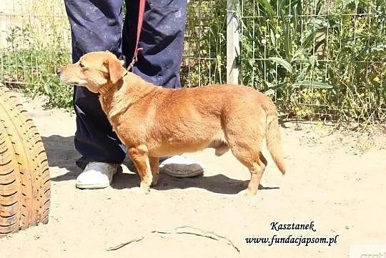 Kasztanek - rudy do adopcji, Mazowieckie, Nowy Dwór Mazowiecki