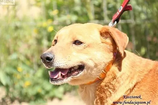 Kasztanek - rudy do adopcji, Mazowieckie, Nowy Dwór Mazowiecki