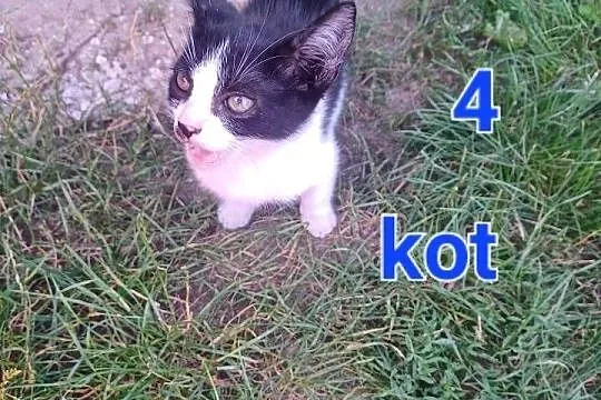 Oddam kotki