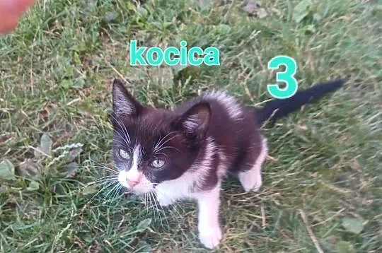 Oddam kotki, Świętokrzyskie, Brzeziny