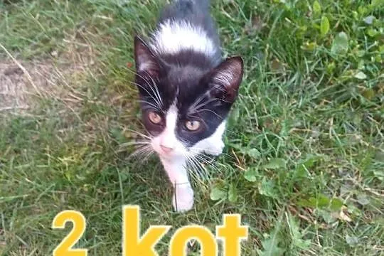 Oddam kotki, Świętokrzyskie, Brzeziny