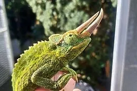 kameleon jacksona