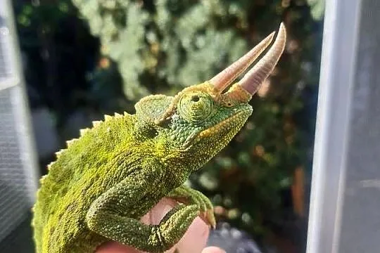 kameleon jacksona