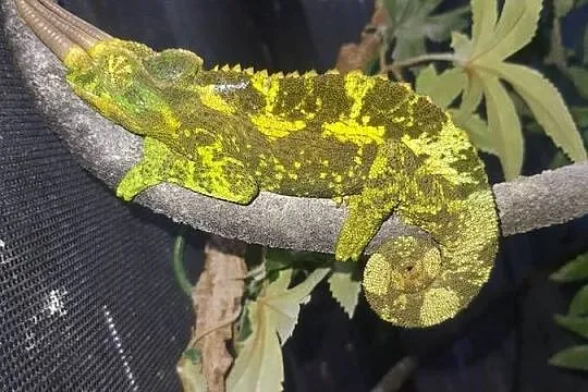 kameleon jacksona, Kujawsko-pomorskie, Lubień Kujawski
