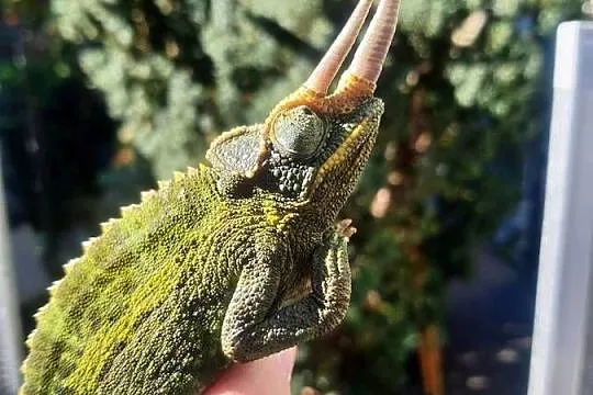 kameleon jacksona, Kujawsko-pomorskie, Lubień Kujawski