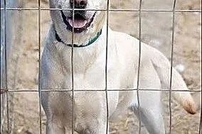 Nuka biszkoptowa labradorka do adopcji