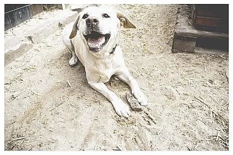 Nuka biszkoptowa labradorka do adopcji