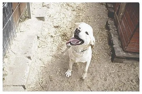 Nuka biszkoptowa labradorka do adopcji