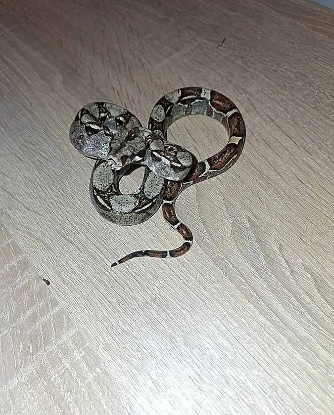 Wąż normal het albino, Kujawsko-pomorskie, Wąbrzeźno