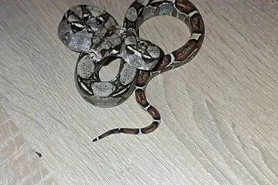Wąż normal het albino, Kujawsko-pomorskie, Wąbrzeźno