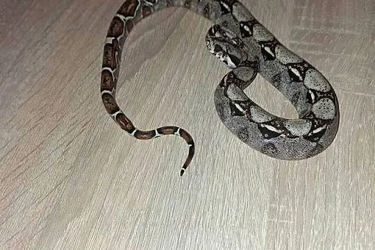 Wąż normal het albino, Kujawsko-pomorskie, Wąbrzeźno
