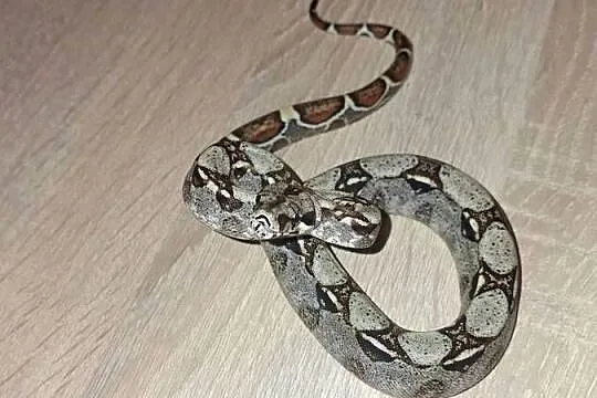 Wąż normal het albino, Kujawsko-pomorskie, Wąbrzeźno