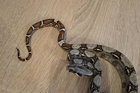 Wąż normal het albino, Kujawsko-pomorskie, Wąbrzeźno
