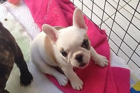 Buldogi Francuski, , Lubin